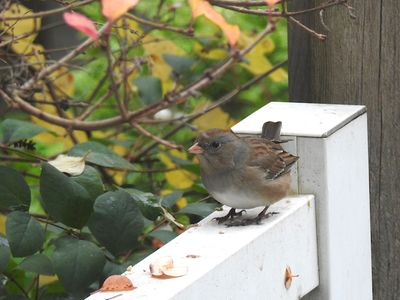 Dark-eyed Junco