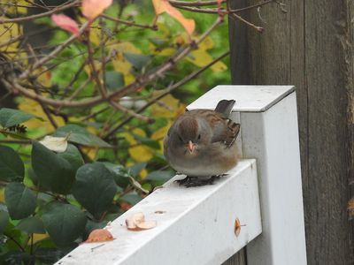 Sparrows