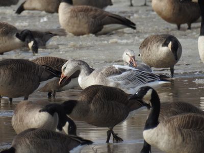 Juvenile Snow Goose