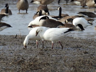 Adult Snow Geese