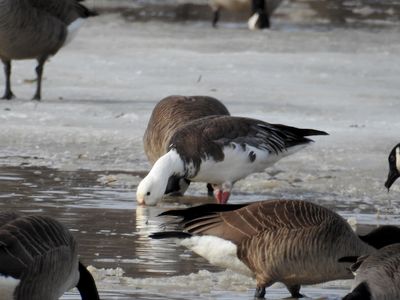 Geese