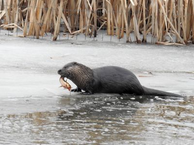 North American River Otter (Lontra canadensis) with catfish