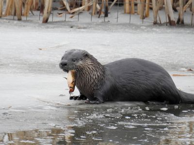 North American River Otter (Lontra canadensis) with catfish