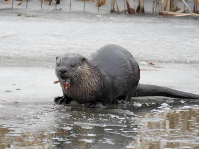 North American River Otter (Lontra canadensis) with catfish