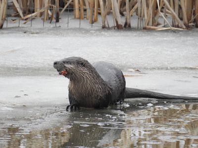 North American River Otter (Lontra canadensis) with catfish