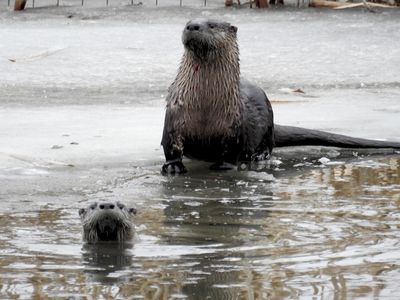 North American River Otters (Lontra canadensis)