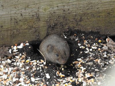 Mice and Voles (Family Cricetidae)