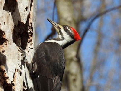 Pileated Woodpecker, female