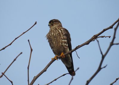 Birds of Prey