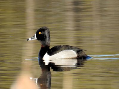 Genus Aythya