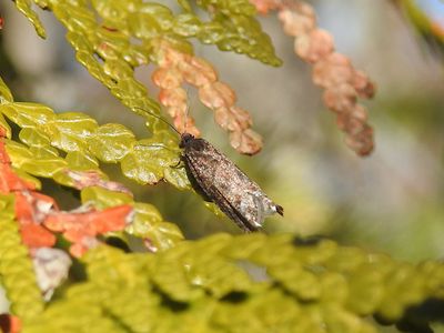 Tortrix Leafrollers (Family Tortricidae)