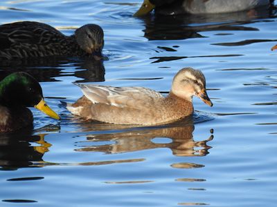 Gadwall, Mallards and American Black Ducks