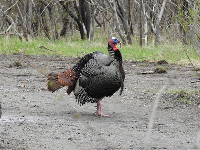 Wild Turkey (male) in breeding plumage