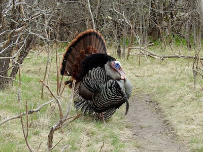 Partridges, Grouse & Turkeys
