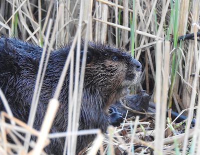 Beavers & Muskrats