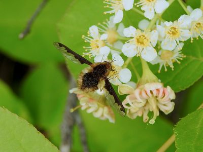 Greater Bee Fly (Bombylius major)
