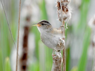 Wrens & Thrushes