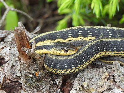 Snakes
