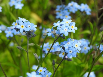 Blue Flowers