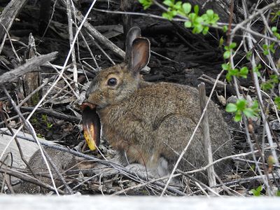 Rabbits, Hares and Relatives