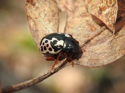 Calligrapha sp.