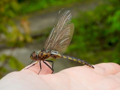 Spiny Baskettail (Epitheca spinigera)
