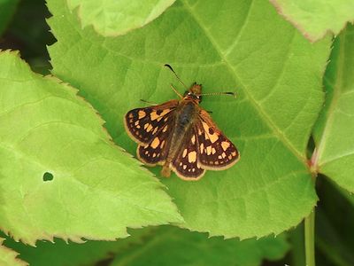 Arctic Skipper