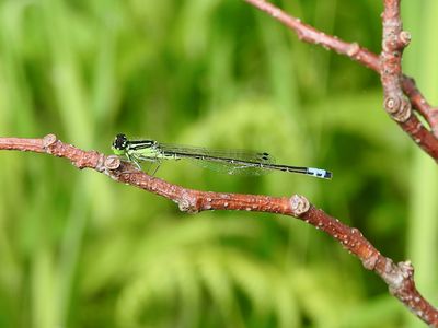 Eastern Forktail (Ischnura verticalis)