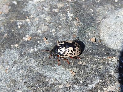 Calligrapha sp.