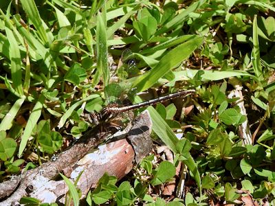 Lancet Clubtail (Phanogomphus exilis)