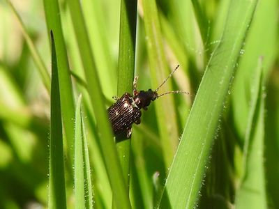 Red Aquatic Leaf Beetle (Plateumaris rufa)