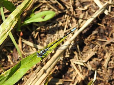 Aurora Damsel (Chromagrion conditum)