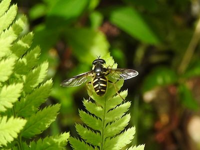Oblique-banded Pond Fly (Sericomyia chrysotoxoides)