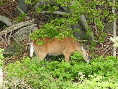 White-tailed Deer on Milo Lake
