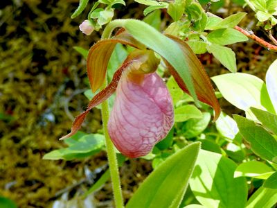 Pink Lady's Slipper (Cypripedium acaule)