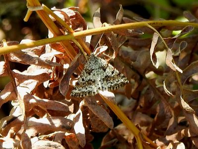Powder Moth (Eufidonia notataria)