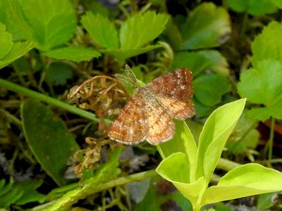 Cranberry Spanworm Moth (Ematurga amitaria)