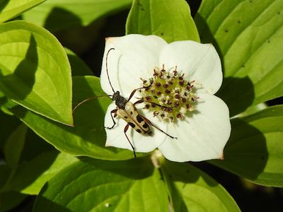 Evodinus monticola (no common name)
