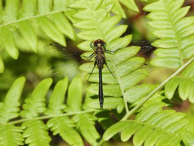 Petite Emerald (Dorocordulia lepida)