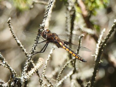 Baskettail sp., probably Mantled Baskettail
