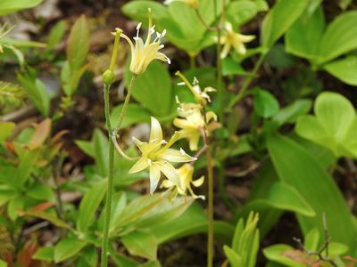 Bluebead Lily (Clintonia borealis)