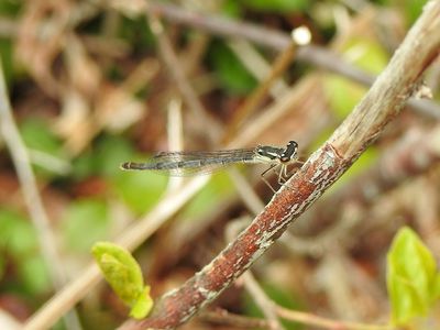 Fragile Forktail (Ischnura posita)