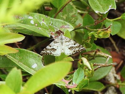 Powder Moth (Eufidonia notataria)