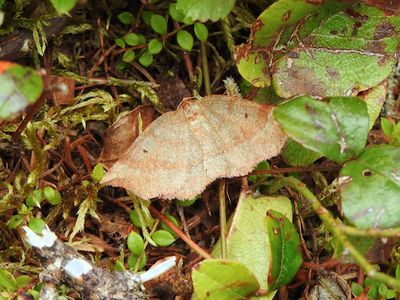 Ruddy Metarranthis Moth (Metarranthis duaria)