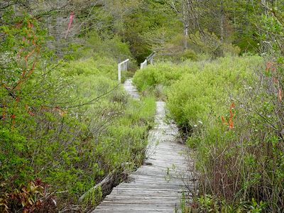 Broken boardwalk at Chebogue Meadows Wilderness Trail