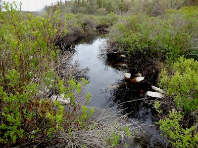 Unnamed River at Chebogue Meadows Wilderness Trail
