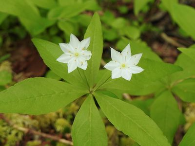 Northern Starflower (Lysimachia borealis)