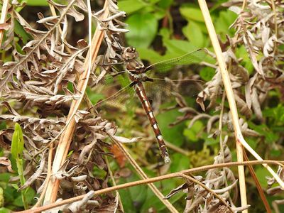 Stream Cruiser (Didymops transversa)