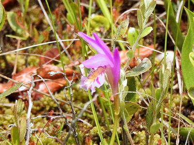 Dragon's Mouth (Arethusa bulbosa)