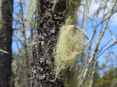 Beard Lichens (Usnea sp.)